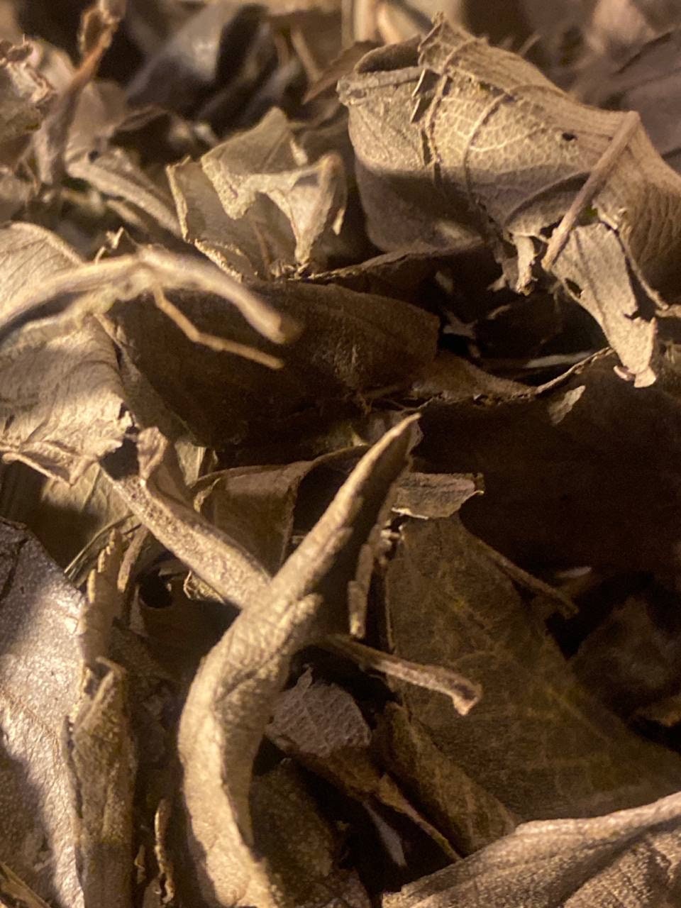West African Dried Combretum micranthum (Kinkeliba)